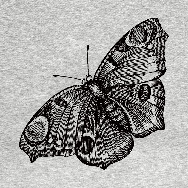 Dramabite Vintage butterfly illustration by dramabite